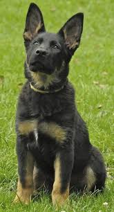 A german shepherd puppy bought from a respected breeder will usually cost between $300 and $900 (or more), depending on whether she is a. Pin On General Dogs