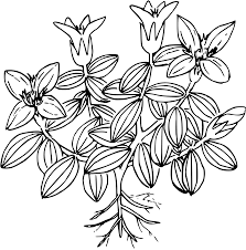 Muat turun grafik vektor percuma untuk merancang karya seni anda yang berkaitan dengan clipart sejambak, clipart hitam dan putih, lukisan garis gambar sejambak bunga daisy sederhana yang. Moss Gentian Icons Png Free Png And Icons Downloads