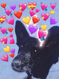 Heart Emoji Meme Dog Emoji Meme Dog Emoji Cute Memes