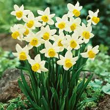 Daffodil Cyclamineus Types Bulb Flowers Daffodils Beautiful Flowers