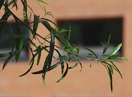 Image result for Salacia rhodesiaca