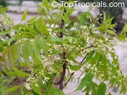Image result for Azadirachta indica