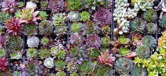 Image result for Cincinnobotrys