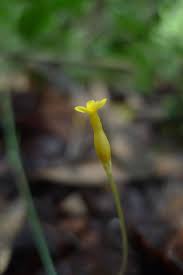 Image result for Voyria