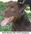 Patterdale Terrier For Sale in United States - Hoobly ...