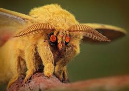 Sounds of agony and regret. The Discovery Of The Vampire Moth Original Butterfly House