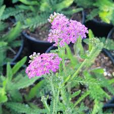 Image result for Achillea millefolium