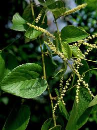 Image result for Gouania