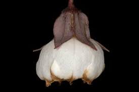 Image result for Trichodesma physaloides