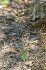 Image result for Eulophia seleensis