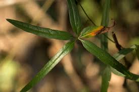 Image result for Dioscorea quartiniana