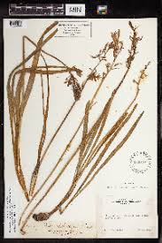 Image result for Chlorophytum angustissimum