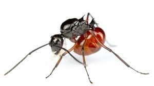 Image result for Polyspatha hirsuta