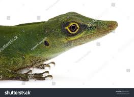 Image result for Anolis punctatus