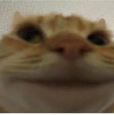 Mar 27, 2021 · staring cat / swag cat / gusic staring cat, also known as gusic and swag cat, refers to a ginger cat known for his photographs in which it stares directly at the camera. What S This Cat Meme Called It Looks Just Like My Boyfriend And I Wanna Find More Memes With It Cursedcats