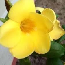 The Plant Of Allamanda Cathartica Linn Download Scientific Diagram
