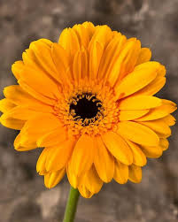 An awesome list of yellow flower names: 43 Types Of Yellow Flowers With Names Meaning And Pictures Florgeous