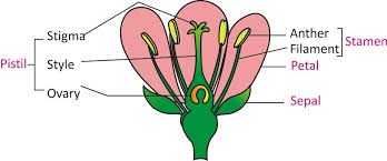 The male reproductive organ is the stamen and the female reproductive organ is the stigma. Parts Of Flower Male And Female Reproductive System Flower Power A Close Look At Plant Reproduction Frontiers For Young Minds The Male Reproductive Organ Is The Stamen And The Female