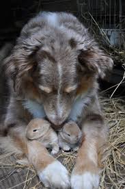 Un Chien Qui Protege Ses Deux Bebes Lapins Hayvan Bebekler Bebek Kopekler Sevimli Hayvan Yavrulari