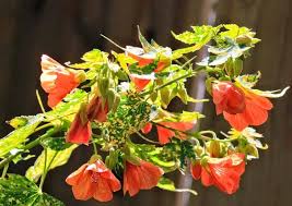 Image result for Abutilon