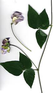 Image result for Vigna multinervis