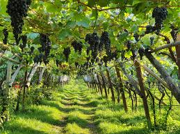 Image result for pruning grapes on a pergola