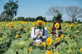 Di jepang ada taman bunga matahari seluas 23 hektare (dengan populasi 70.000 tanaman per minyak bunga matahari dengan kandungan vitamin e yang tinggi berfungsi melindungi kulit dan. 9 Destinasi Kebun Bunga Di Indonesia Yang Instagramable Banget
