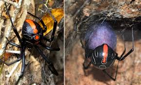 What does black widow mean by red on her ledger? Relative Of The Dreaded Black Widow Spider Is Discovered Daily Mail Online