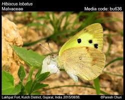 Image result for Hibiscus lobatus