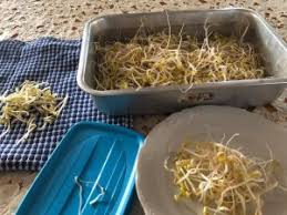 Merendam kacang kedelai di air bersih. Tanam Taugeh Gemuk Kaedah Penapis Dan Hempap Hari Ke 4 Boleh Makan Hasil Mingguan Wanita