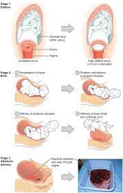 Unless there is a medical reason to push baby out quickly, it's far less stressful on both mother and baby to just let the reflex take over.and this is what it looks like. 27 7b Stages Of Labor Medicine Libretexts