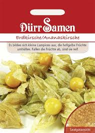 Manche bauern wickeln lockere netze um die dattelrispen, damit die früchte, die reif sind und sich von der rispe lösen, nicht auf den boden fallen. Physalis Erdkirsche Ananaskirsche Saat Gut