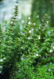 Image result for Clinopodium uhligii