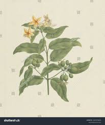 Image result for Discopodium penninervium