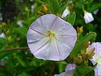 Image result for Convolvulus aschersonii