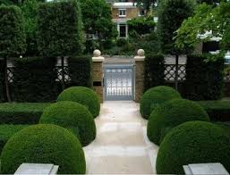 Boxwood In 2020 Modern Garden Design Garden Design Backyard