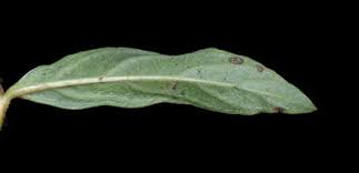 Image result for Crabbea cirsioides