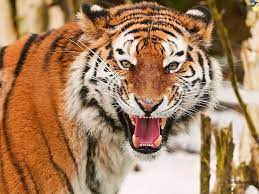 Tigers Hd Wallpaper 43 Tiger Wallpaper Tiger Images Tiger