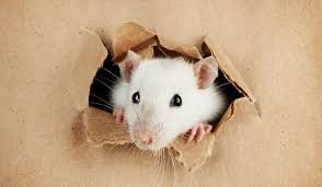 The best austin pest control service in town. 1 Natural Pest Control Company In Texas Nature S Own Pest Control