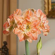 Pin On Beautiful Amaryllis