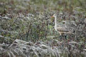Let's start with the basics: Marbled Godwit Near Ugashik Alaska