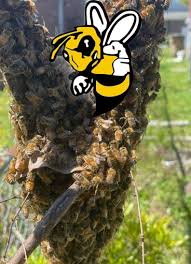 The company uses foam exclusively for all its services. Bee Removal Austin Bee Relocation Services 469 694 5883