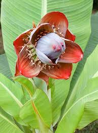Image result for Ensete