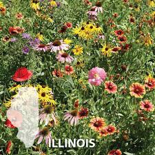 Download Illinois Blend Wildflower Seed Urban Farmer