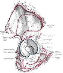 Ladies and gentlemen, gird your loins: The Hip Bone Human Anatomy