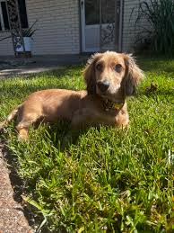 DALLAS IS NOW ONE YEAR OLD