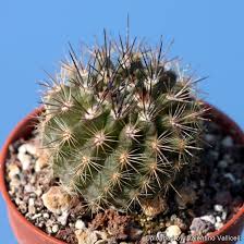 Image result for Eriosema verdickii