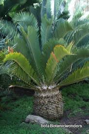 Image result for Encephalartos