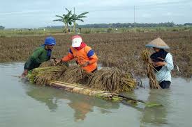 Jual beli porang langsung dari petani dan supplier seluruh indonesia. Pemprov Jambi Sawah 8 000 Ha Gagal Panen Akibat Banjir Ekonomi Bisnis Com