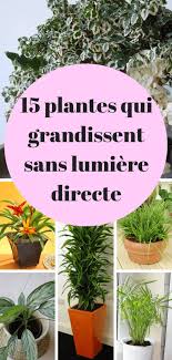 Les 15 Meilleures Plantes Qui Poussent Sans Lumiere Plante Verte Interieur Plantes D Interieur Faciles Plante Interieur